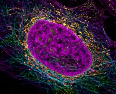 Cellule